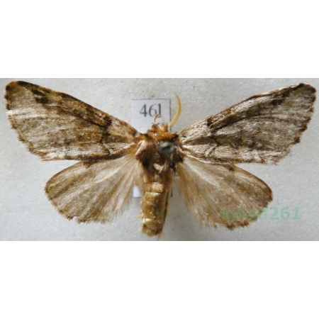 Drymonia dodonaea (Denis & Schiffermüller, 1775) male Dąbrówka dodona Czech46l